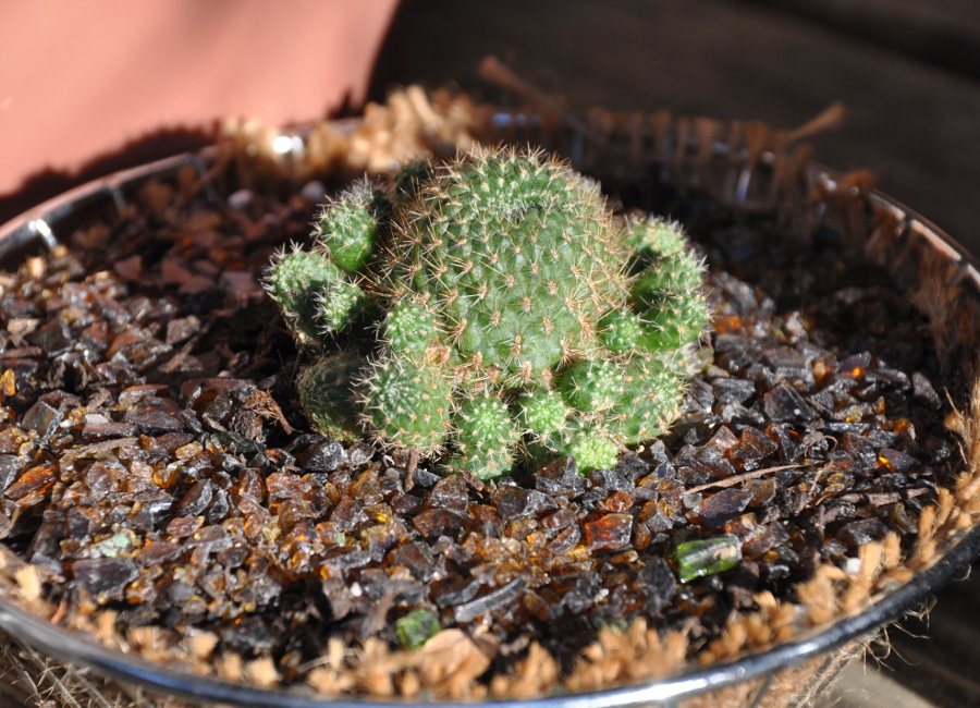 cacti_arrangement